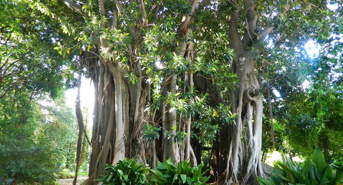 bastione-spasimo-orto-botanico-001